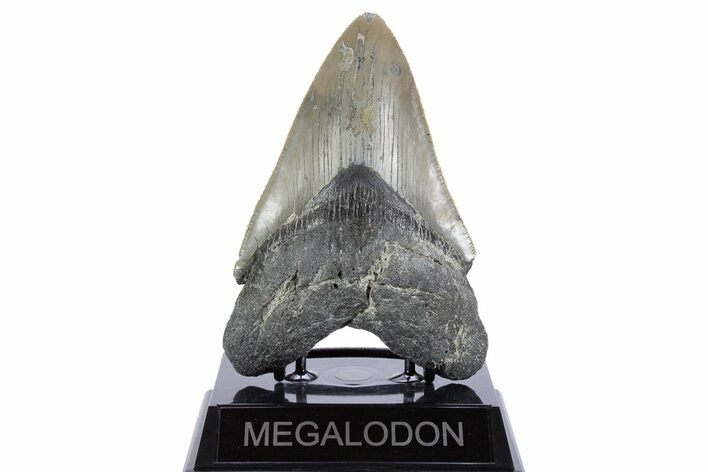 Serrated, Fossil Megalodon Tooth - North Carolina #345652